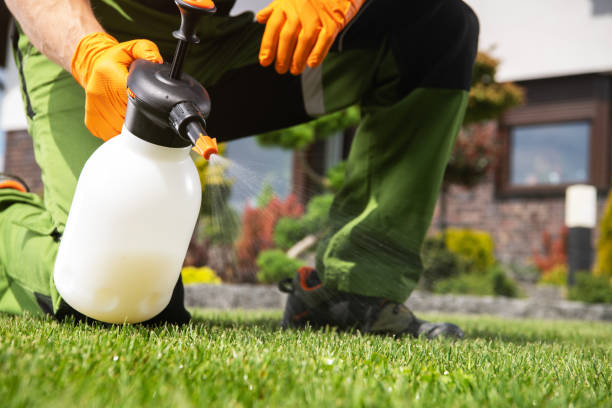 Best Local Pest Control Services  in Norman Park, GA