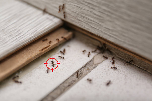 Best Best Pest Control Companies  in Norman Park, GA