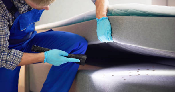 Best Wasp Removal Services  in Norman Park, GA