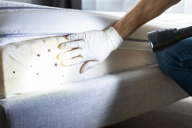 Best Affordable Pest Control Services  in Norman Park, GA