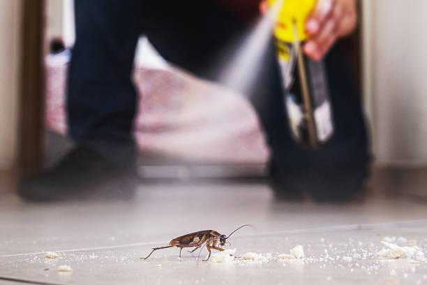 Best Rat Extermination Near Me  in Norman Park, GA