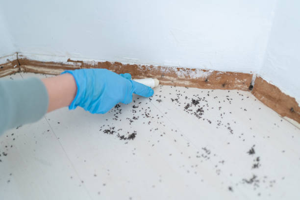 Best Emergency Pest Control  in Norman Park, GA